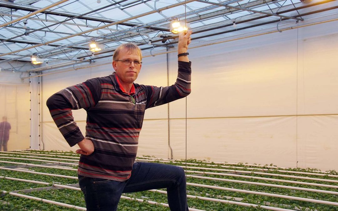 Chrysantenteelt op water in zomer weer moeizaam