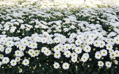 Nieuw wapen in strijd tegen trips in chrysant