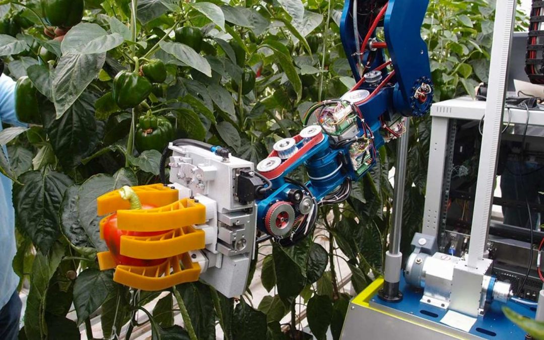 Oogstrobot voor paprika krijgt stap voor stap vorm