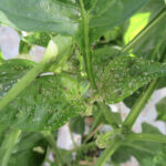 ‘Teppeki blijft betrouwbare troef in bladluisbestrijding, maar juiste toepassing is cruciaal’