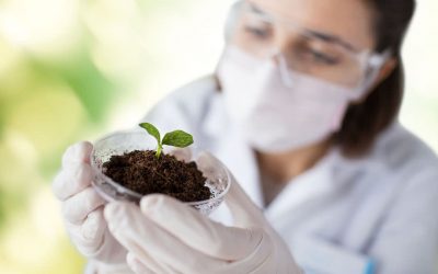 Resilient crops and robust cultivation systems are in the spotlight these days.