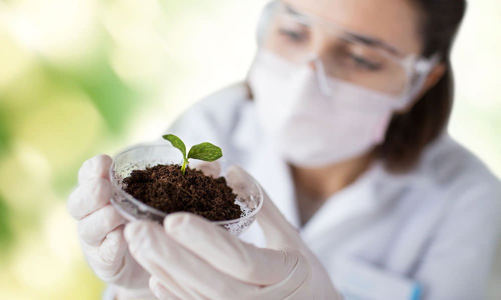 Resilient crops and robust cultivation systems are in the spotlight these days.