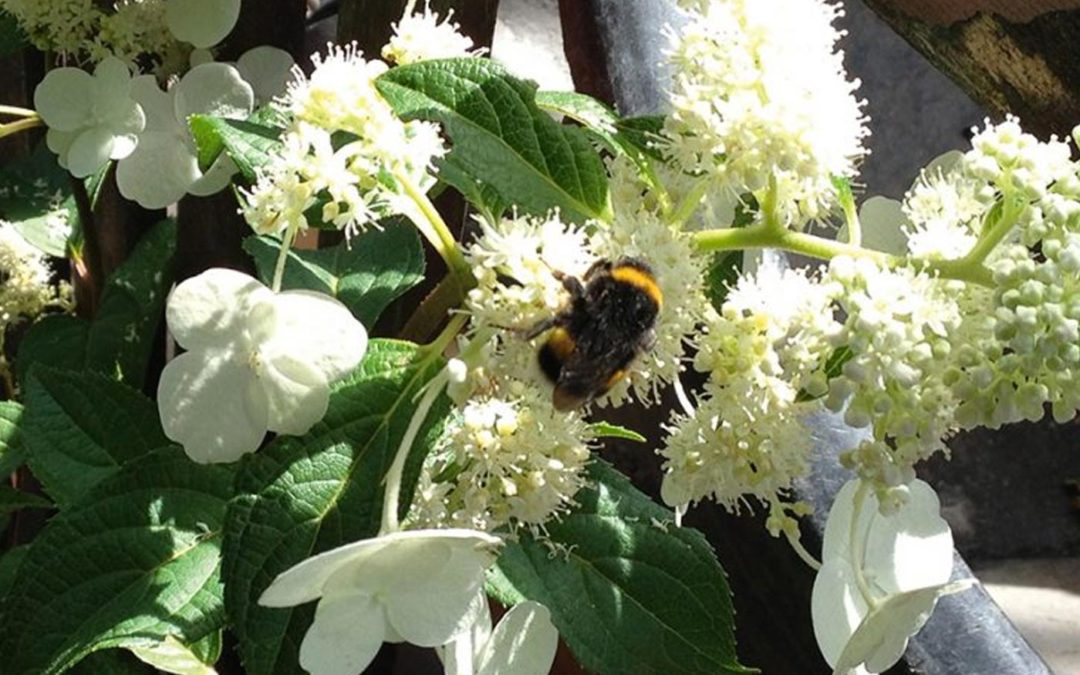 Bees and bumblebees useful for crop protection as well as pollinating