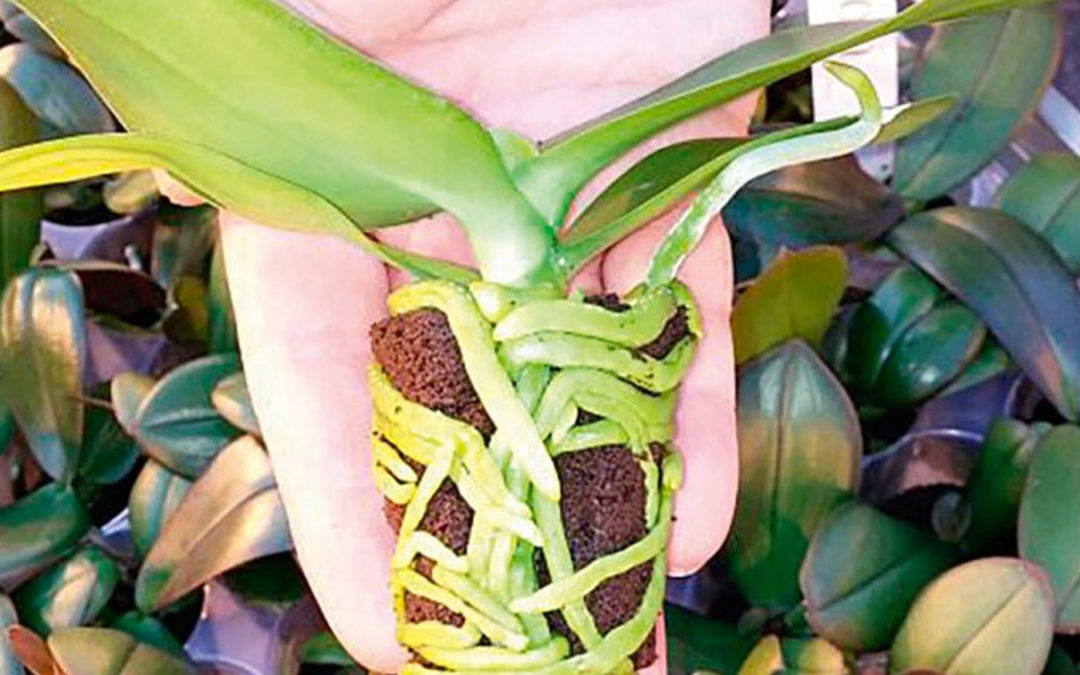 Plugs and trays replace containers and lead to more uniform plants