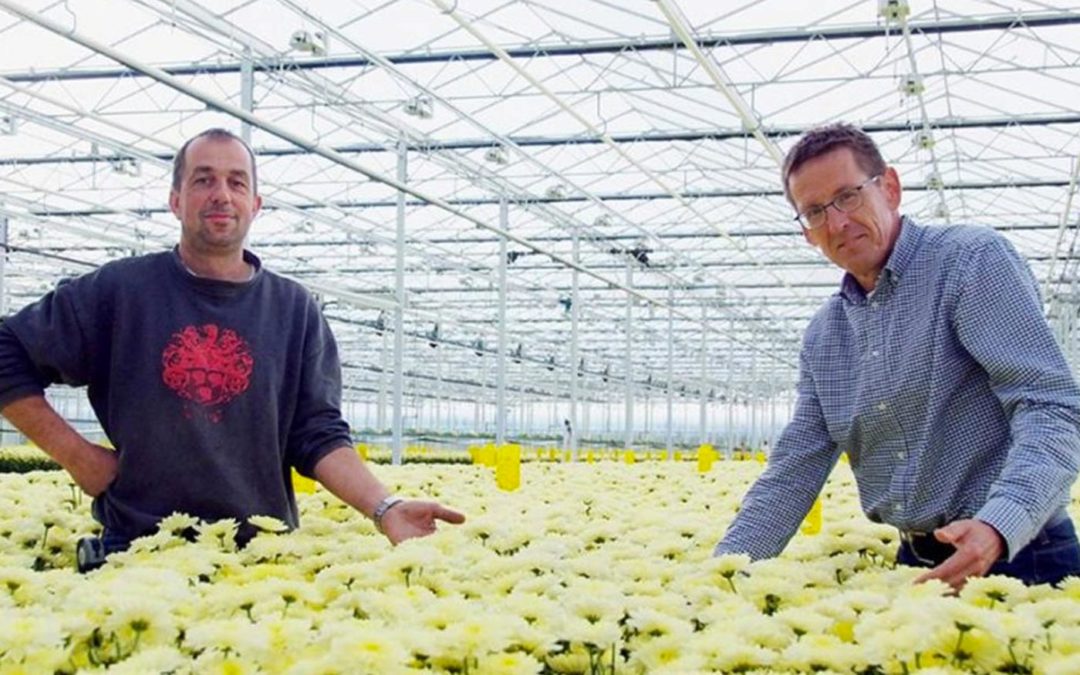 Chrysanthemum nursery ends up being guinea pig for diffuse glass