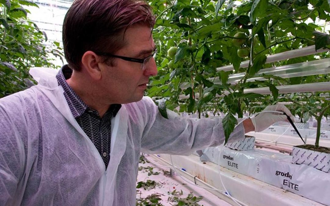 Steering with high EC improves taste and quality of fruits