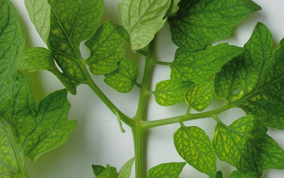 Iron is essential for photosynthesis and respiration
