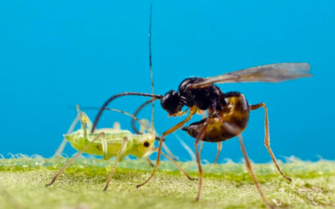 Taking natural crop protection against aphids to a higher level