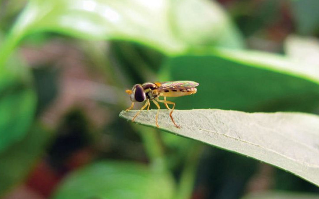 Biobest develops new weapon in the war against aphids