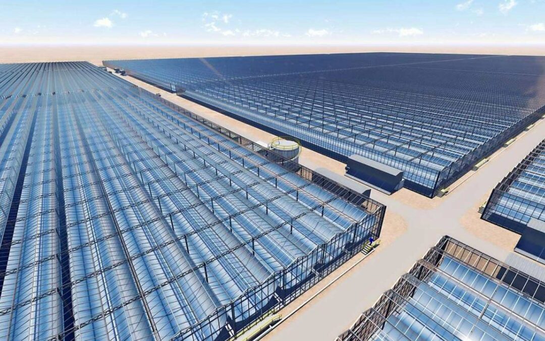Kubo bouwt 190 hectare solarkassen in Oman