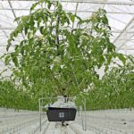 Maximaal produceren vereist scherp anticiperen