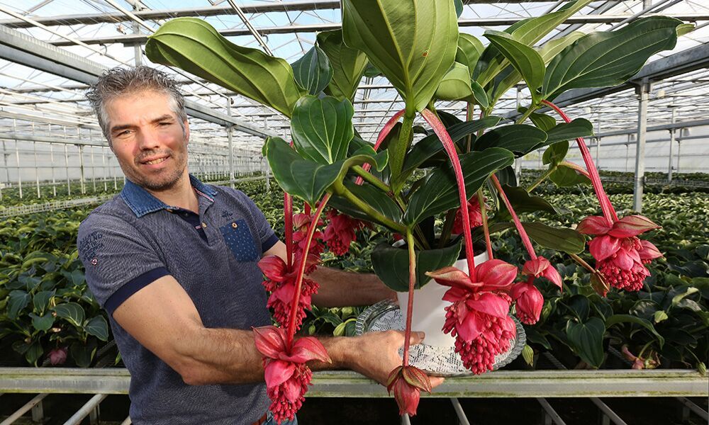 ‘Voldoende groeipotentie voor robuuste Medinilla Magnifica’