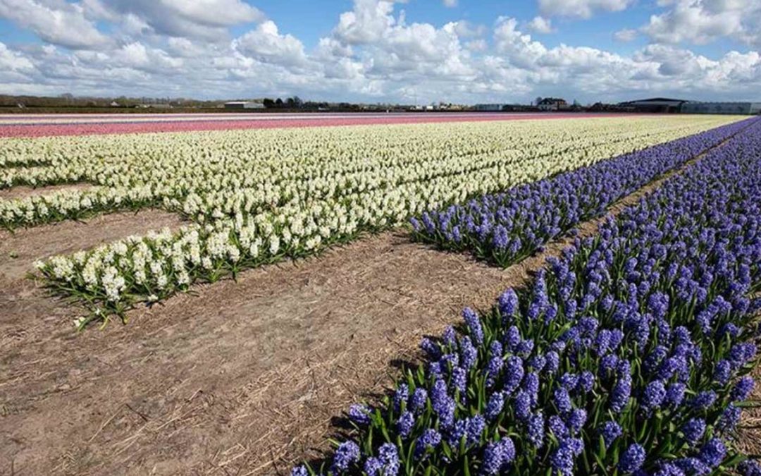 Four plants selected as promising suppliers of natural cosmetics