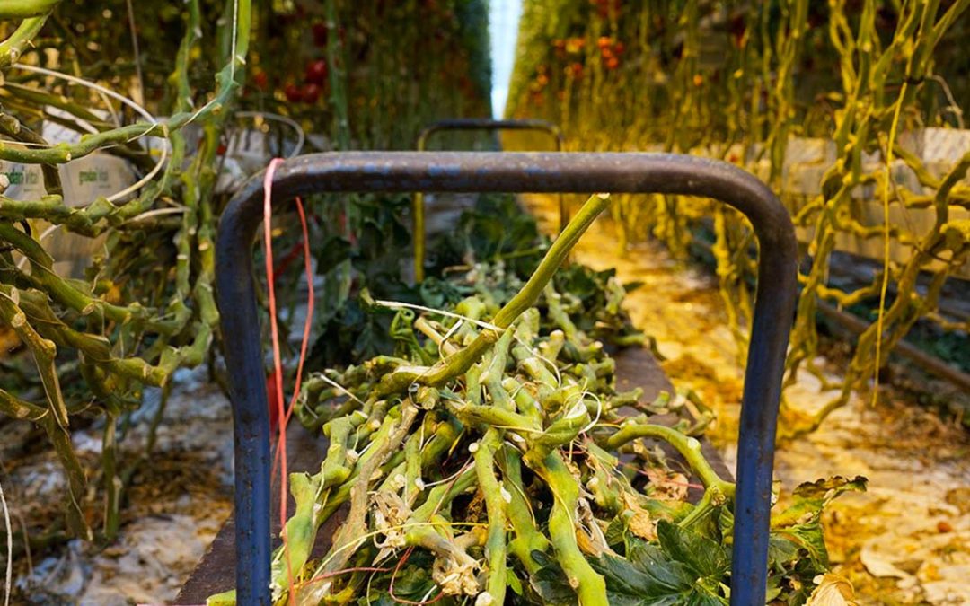 Nieuwe papiersoort uit vezels tomaten- en paprikaplanten