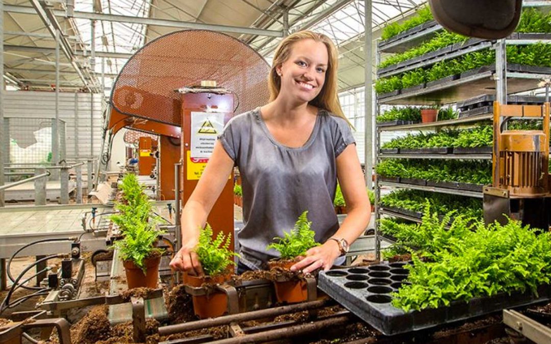 Coco peat and biochar are good alternatives for peat in potting soil
