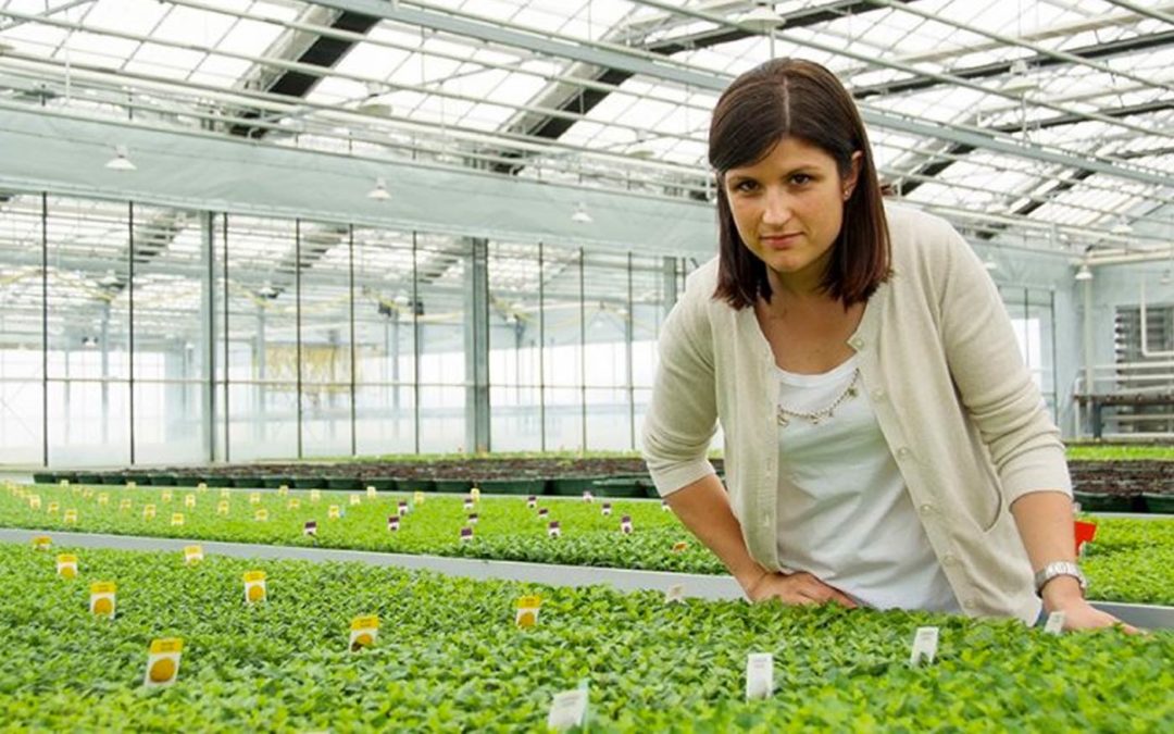 Chrysanthemum beer and striking presentation make pot mums hip