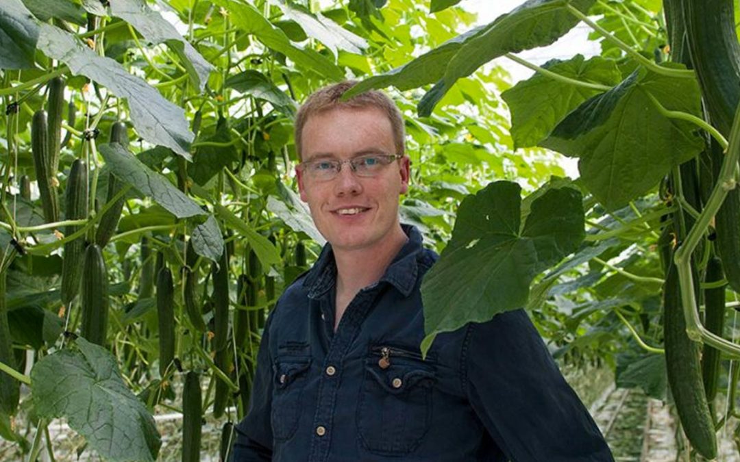 ‘The art of high wire cucumbers is obtaining and maintaining the balance’