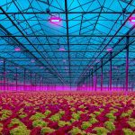 Lemnis Oreon LED lighting in lettuce greenhouse
