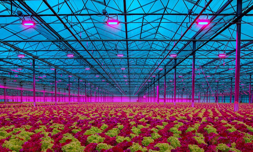 Lemnis Oreon LED lighting in lettuce greenhouse