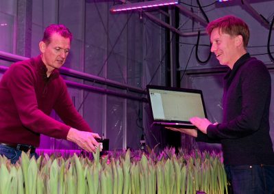 Optimaal lichtrecept voor populaire meerlagenteelt tulp ontrafeld