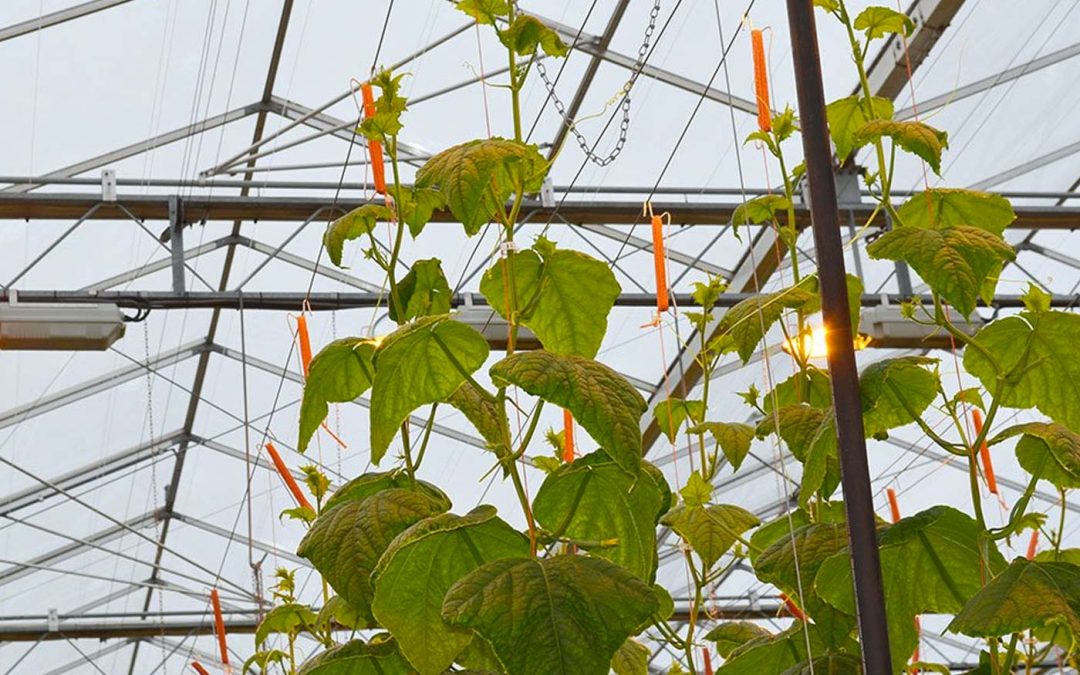 Komkommerteler in Drenthe wekt elektriciteit op uit reststromen