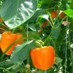 Water geven na de langste dag