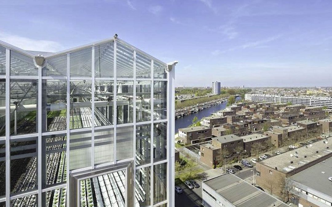 Growing vegetables in an urban environment