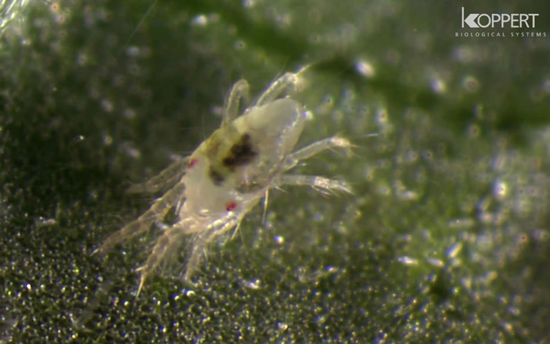 Spint onderdrukt natuurlijke afweer planten