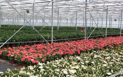 Analysecijfers potplanten schetsen niet altijd het juiste beeld
