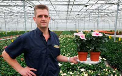 Hibiscuskweker Arjan Peeters in kas met Hibiscus potplant