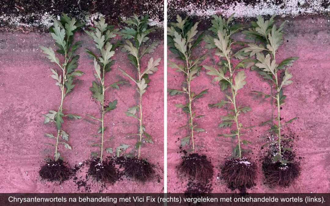 Niet elke mycorrhiza is hetzelfde en hoe dat in de praktijk werkt