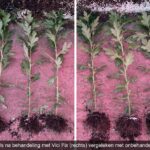 Niet elke mycorrhiza is hetzelfde en hoe dat in de praktijk werkt