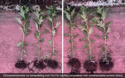 Niet elke mycorrhiza is hetzelfde en hoe dat in de praktijk werkt