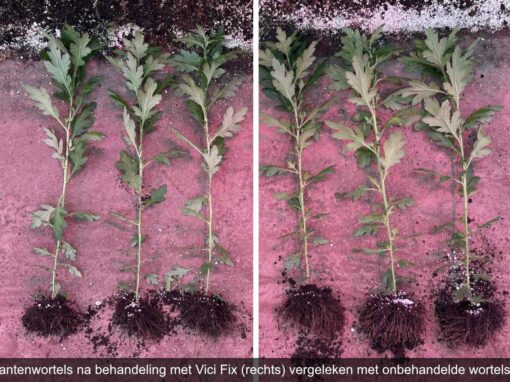 Niet elke mycorrhiza is hetzelfde en hoe dat in de praktijk werkt