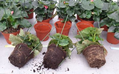 Onderzoek gebruik compost als substraatonderdeel