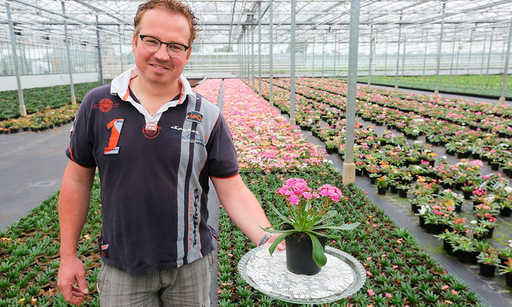 Potplantenteler Teunis Versteeg in kas met Lewisia zomerplant