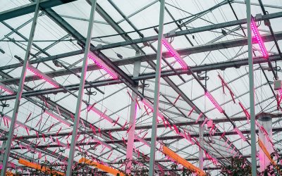 tuinbouw, industrie, glastuinbouw, onderzoek, DLV GreenQ Improvement Centre, LED, verlichting, teeltproef, tomaat, topbelichting, tussenbelichting, belichtingsstrategie, Philips, Monsanto, Cultilene