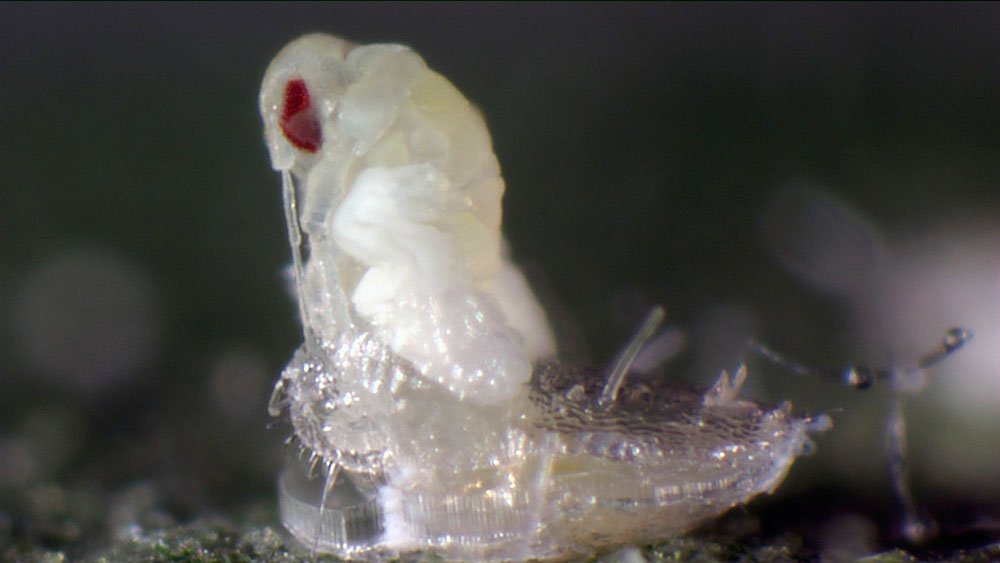 Koppert introduces videos featuring nature’s little helpers
