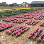 Agrifirm, Proeftuin Zwaagdijk, open middag, bloembollen, tulp, hyacint, narcis, gewasbescherming, lezingen, proefvelden, innovatiemarkt, tuinbouw