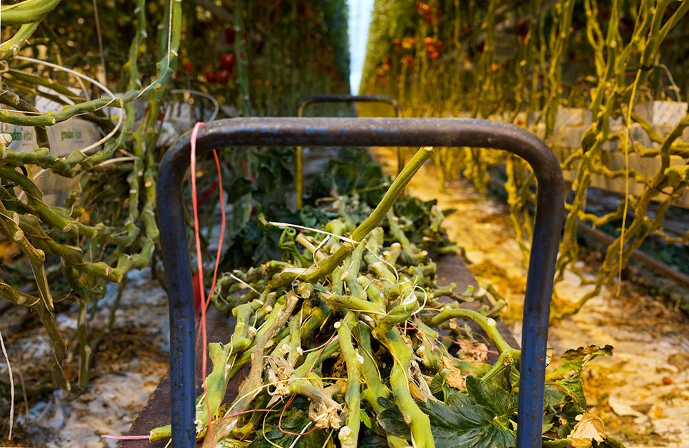 Schut Papier, based the Netherlands, brought a new type of paper made from raw materials such as tomato and sweet pepper plant fibres to the market.