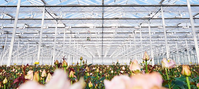 Svensson launches new climate screen