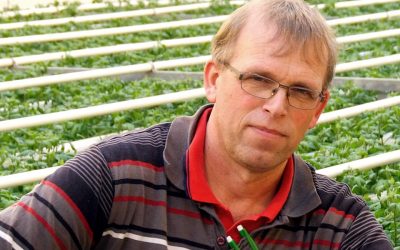 De spraakmakende praktijkproef met chrysantenteelt op water is vroegtijdig ten einde gekomen. Kreling en compagnon vinden het systeem te onbetrouwbaar.