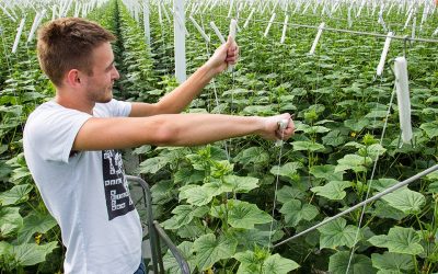 In het najaar/winter van 2015/2016 hadden telers te maken met zeer hoge temperaturen voor de tijd van het jaar. Dit is van invloed op plantontwikkeling.