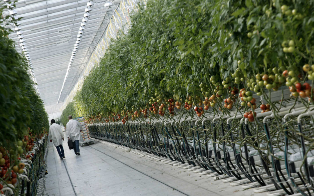 Blijf in control in een complexer glastuinbouwlandschap