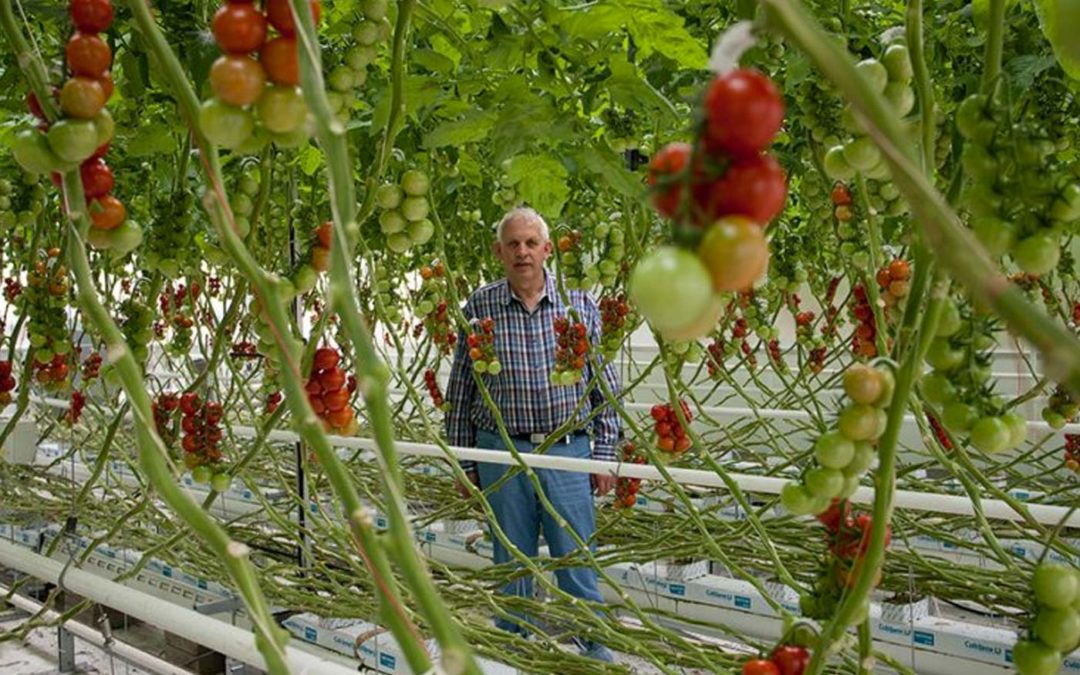 ‘Open crop can bring forward production and save energy’