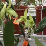 Opnieuw bloeiende vanilleplanten in Nederlandse kassen