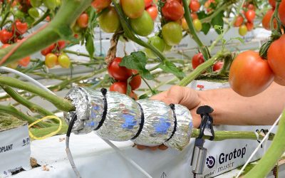 ‘Je ziet hoe sterk de plant reageert op weersinvloeden’