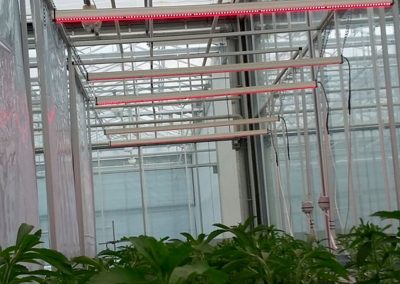 Onderzoek stevia in project ‘Kas als Apotheek’