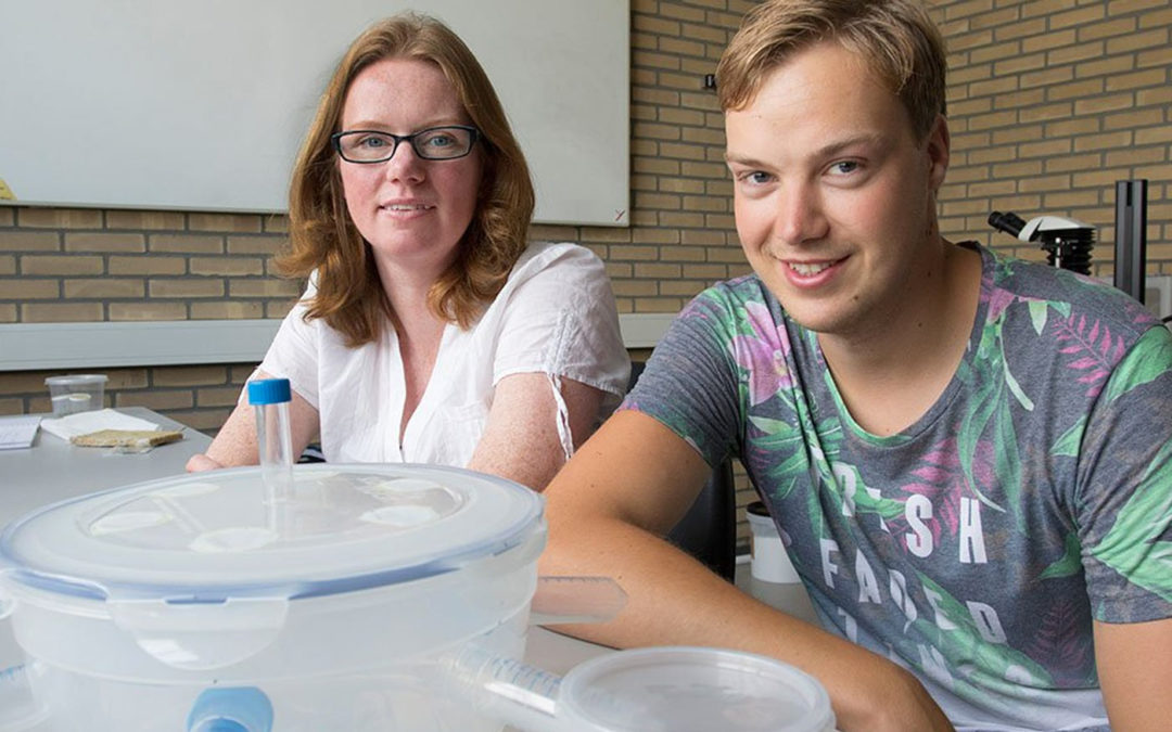 Push-pull strategie kan helpen bij bestrijden kieskeurige rouwmuggen