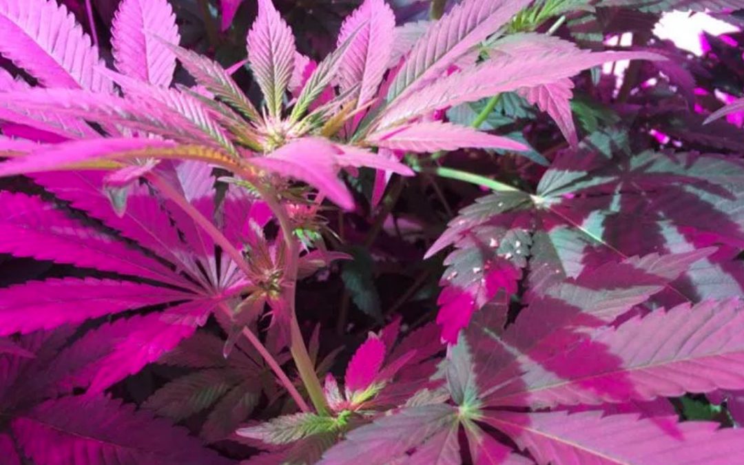 Medicinal cannabis grows well under LED lighting